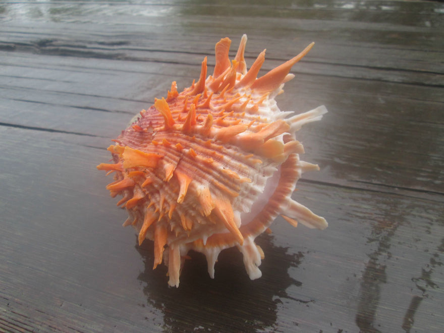 Exotic Spiny Oysters add texture & allure