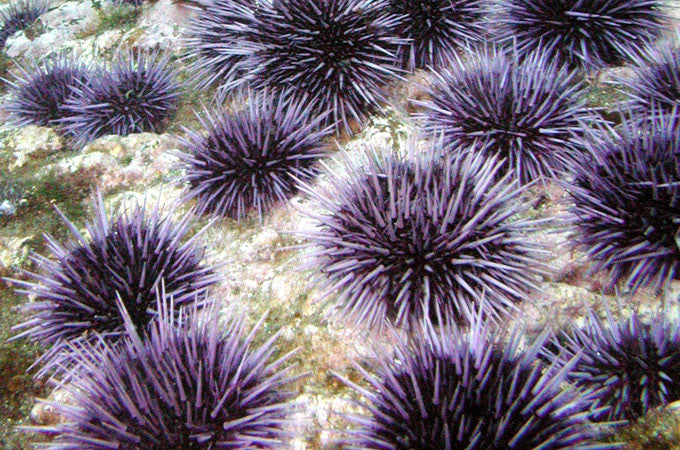 Sea Urchins: exotic creature inspires new bracelet design